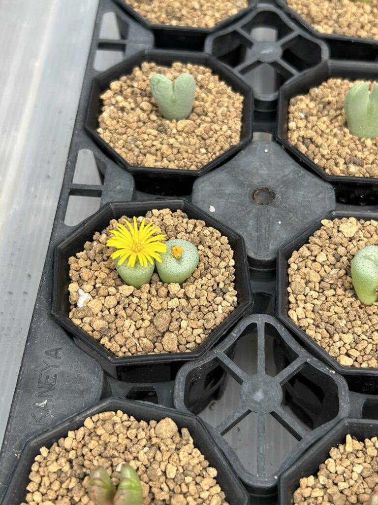 後藤サボテン　多肉植物　花　トリノス