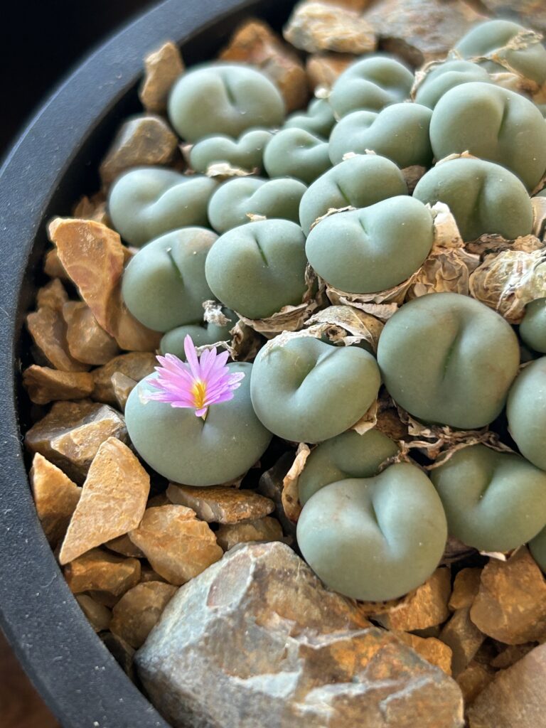 後藤サボテン　多肉植物　花　トリノス